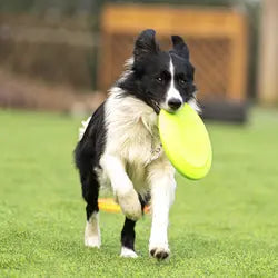 OnlinePetToys™- Dog rubber flying disc