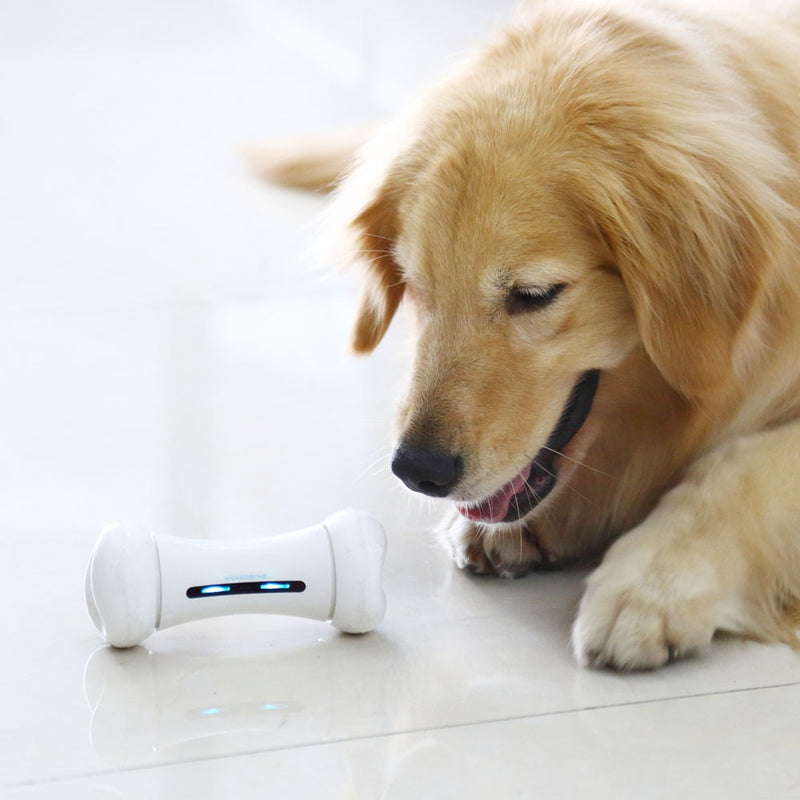 Pet Induction Interactive Toy